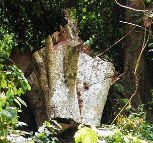 Pouteria aningeri locally known as 'Asamfena' which has been felled by chain-saw operators is valued at GHC 2,000. 