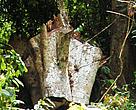 Pouteria aningeri locally known as 'Asamfena' which has been felled by chain-saw operators is valued at GHC 2,000. 