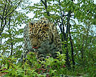 An Amur leopard cub that's close to fully grown is caught on camera in Primorsky Province, Russia. Fewer than 50 Amur leopards now live in the wild. Primorsky Province, Russia.