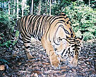 Sumatran tiger photographed by a camera trap in a remote part of the Sumatran jungle / ©: WWF Sumatran tiger photographed by a camera trap in a remote part of the Sumatran jungle / ©: WWF