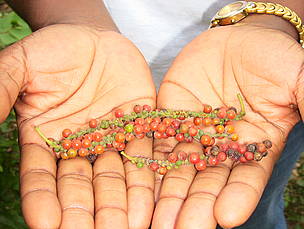 Valorizing non timber forest products in the area is essential for livelihoods. Bush pepper from ... / ©: WWFCARPO/CFP / ©: WWFCARPO/CFP