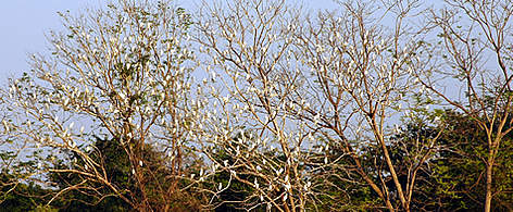  / &copy;: Asociación Guyra Paraguay