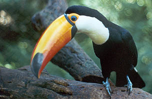 Toco Toucan (Ramphastos toco) / ©: José Luís Cartes Toco Toucan (Ramphastos toco)
/ ©: José Luís Cartes