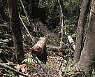 In the aftermath of a coup d’état in March 2009, Madagascar's rainforests have been pillaged for precious hardwoods such as rosewood and ebony.