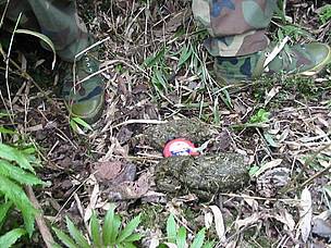 Panda’s feces found in Longxi-Hongkou survey. / ©: Jiang Zhongjun / ©: Jiang Zhongjun
