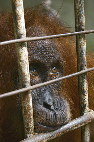A Sumatran orang-utan, confiscated in Aceh, stares through the bars of its cage / ©: Chris R. Shepherd - TRAFFIC Southeast Asia / ©: Chris R. Shepherd - TRAFFIC Southeast Asia