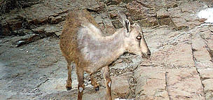 A young Arabian Tahr photographed by a camera trap, United Arab Emirates. / ©: EWS-WWF A young Arabian Tahr photographed by a camera trap, United Arab Emirates. / ©: EWS-WWF