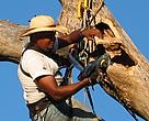 Hyacinth Macaws Project, sponsored by WWF-Brazil since 1999, is considered a reference of hyacinth macaws conservation.