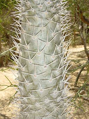 Arboretum in Toliara / &copy;: Christophe Schaeffer