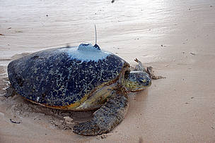 Turtle Frances makes her way to the Indian Ocean with a satellite tag attached to her back on ... / &copy;: WWF-EARPO / Kimunya Mugo	