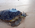 Turtle Frances makes her way to the Indian Ocean with a satellite tag attached to her back on Mongoni Beach, Kiunga, Kenya