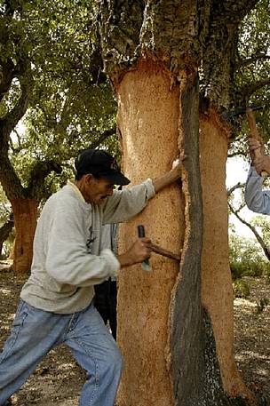Training on cork harvesting techniques, Tunisia / ©: WWF-Mediterranean / ©: WWF-Mediterranean