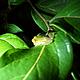 &copy; WWF / Roel Cattoor