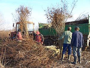 Cutting invasive amorpha shrubs to produce biomass energy and restore wetlands. / ©: Csaba Vaszko / ©: Csaba Vaszko