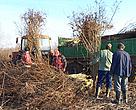 Cutting invasive amorpha shrubs to produce biomass energy and restore wetlands.  