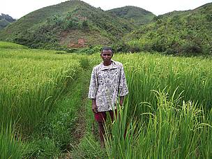 System of rice intensification (SRI) in Fandriana / ©: WWF-MWIOPO / ©: WWF-MWIOPO