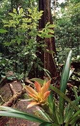 Bromeliaceae Bromelia sp. in an Amazon rainforest scene South America / ©: WWF-Canon / Martin HARVEY / ©: WWF-Canon / Martin HARVEY