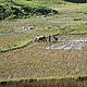 Farmers and their zebu, a kind of cow, work in their rice field © WWF / Moira Hough
