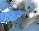 Polar bear cub paws at the clipboard of Norwegian Polar Institute researcher.