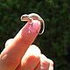 The smallest chameleon! © WWF / Alice Laguardia