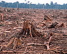 Illegal logging for paper industry and forest clearing for Palm oil plantation, Sumatra, Indonesia.