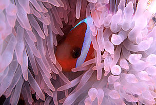 The Great Sea Reef is believed to be home to 80% of Fiji's coral reef fish species. / ©: WWF-SPPO / ©: WWF-SPPO