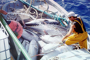 Se estima que un 75% de los stocks pesqueros del mundo está sobreexplotado o completamente ... / ©: WWF-Canon / Ezequiel NAVÍO / ©: WWF-Canon / Ezequiel NAVÍO