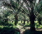 Oil palm (<I>Elaeis guineensis</I>) plantation.