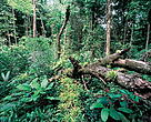Around 1% of the tropical rainforests worldwide gets regenerated after trees have fallen naturally. Tree falls occur mainly when the rainy season starts. French Guiana.