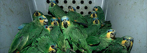 Guatemala Amazon or Blue-crowned Amazon in a cage for transport. French Guiana / ©: WWF-Canon / Roger LeGUEN rel=