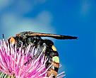 Natura 2000:successful, flexible, modern