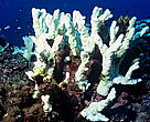 Corals become bleached when water temperatures rise too high and are sustained for too long.  Fiji.