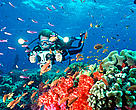 Incomes from dive tourism can strongly contribute to the development of small island developing states