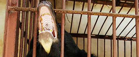 Asiatic black bear in a cage rel=