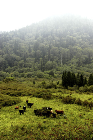Grazing cattle is problematic within the giant panda reserve. Mixed forest in the mist in the ... / ©: (c) WWF-Canon / Michel GUNTHER / ©: (c) WWF-Canon / Michel GUNTHER