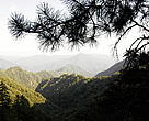 Forests cover only 18.22 per cent of the land in China, compared to an international average of 34 per cent. Mixed forest, Qin Ling Mountains, Shaanxi Province, China.