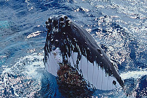  / &copy;: Cat Holloway / WWF-Canon