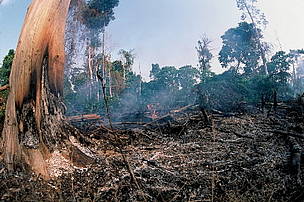As many as 8,000 Bornean orangutans perished during forest fires in 1997-98. / ©: WWF-Canon / Alain Compost / ©: WWF-Canon / Alain Compost