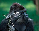 Western Lowland Gorilla <i>Gorilla gorilla gorilla</i>, Silverback male.