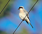  Lanius minor, Lesser grey shrike. Sasik Liman. Lower Danube river basin. Ukraine - sitting on a telegraph wire.
