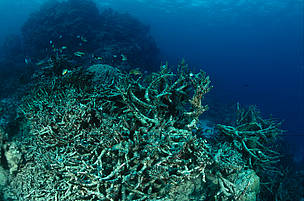 Coral reef destroyed by Crown of Thorn starfish or by coral bleeching. Great Barrier Reef & Coral ... / ©: WWF-Canon / Jürgen FREUND Coral reef destroyed by Crown of Thorn starfish or by coral bleeching. Great Barrier Reef & ... / ©: WWF-Canon / Jürgen FREUND