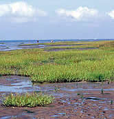 Waddensea, reedbeds and mudflats at the foot of Emerslev cliff. Denmark. / &copy;: WWF-Canon / Hartmut JUNGIUS 