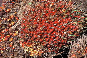 Oil palm fruit, Sabah, Borneo. / ©: WWF-Canon / Hartmut JUNGIUS Oil palm is an important raw material for a variety of foodstuffs, cosmetics and detergents. In the ... / ©: WWF-Canon / Hartmut JUNGIUS