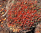 Oil palm is an important raw material for a variety of foodstuffs, cosmetics and detergents. In the year 2000 25.5 million tonnes of Palm oil were produced throughout the world, and demand is continuing to rise. It is estimated that over the next 25 years 250-300 million hectares of tropical forest are likely to be cleared for agricultural development, mostly for oil palm.
