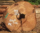 Harvested log marked with pre-certification information.