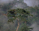 Mist rising through typical Dipterocarp forest in FSC certified forest, Northern Malaysia
