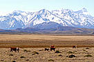 Cows grazing. Competition problem for resources with the local herbivores. Francisco Perito Moreno ... / &copy;: WWF-Canon / Michel GUNTHER
