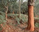 Recently stripped cork oak trees, Andalucia. Spain.