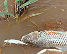Dead fishes at Guadiamar river one day after the Doñana toxic spill. Spain