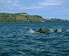 The Azores is one of the best preserved deep sea environments in European waters.
